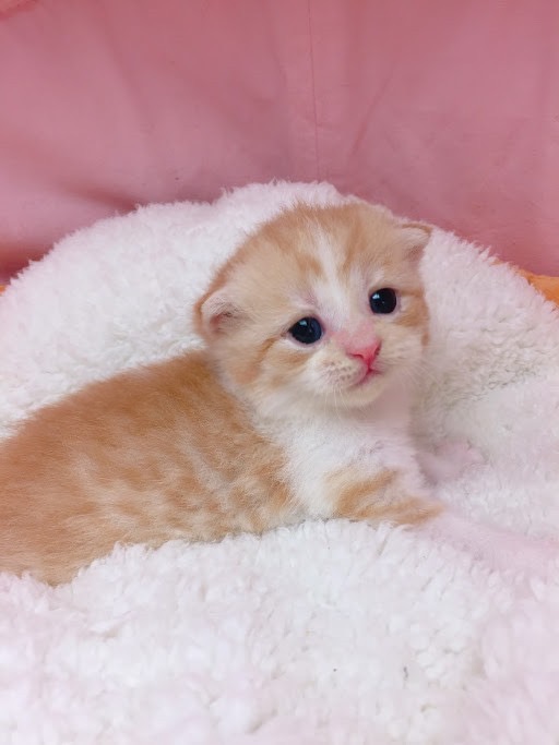 糖果卡通貓舍／橘白賓士英國短毛貓