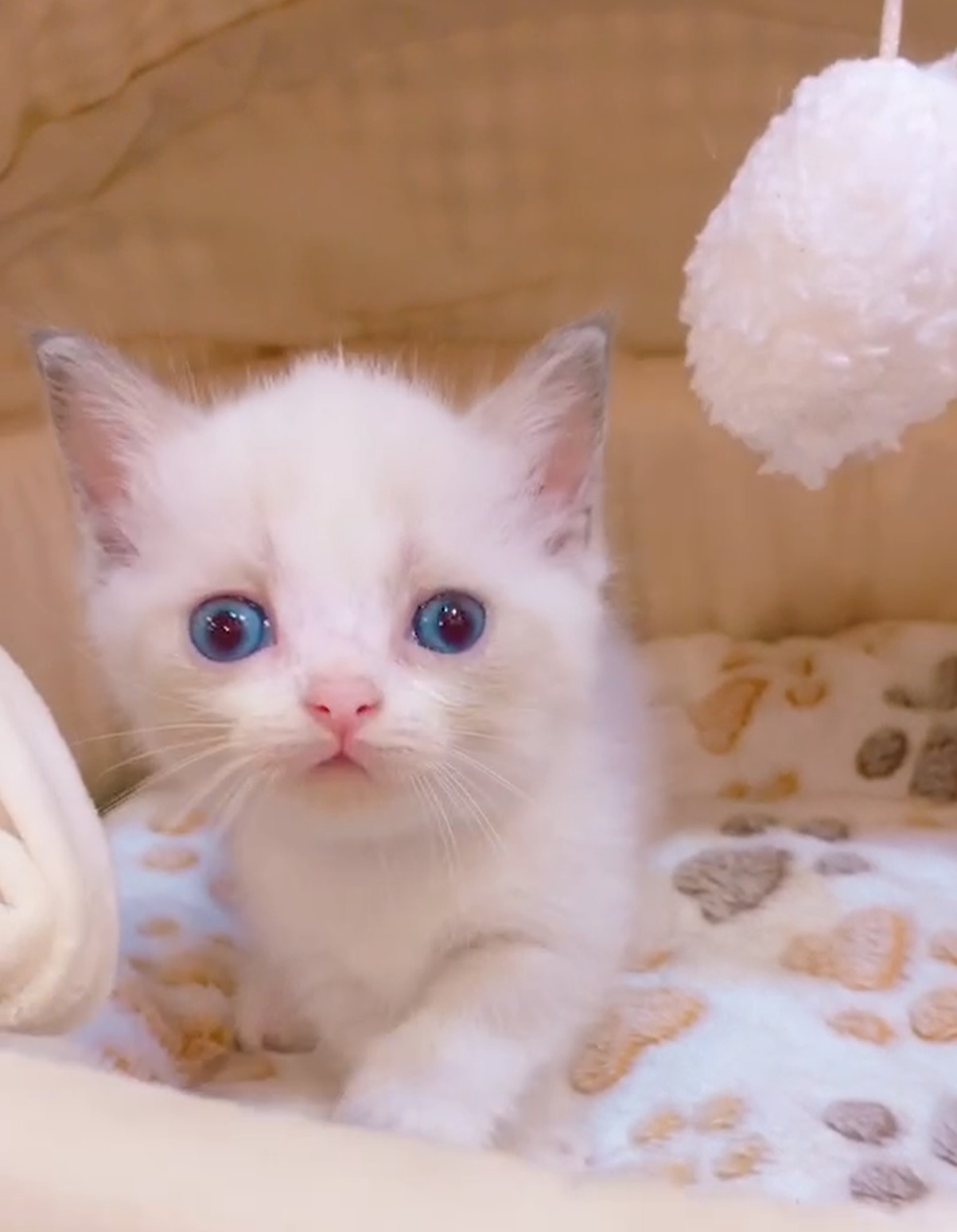 糖果卡通貓舍／梵色英國短毛貓