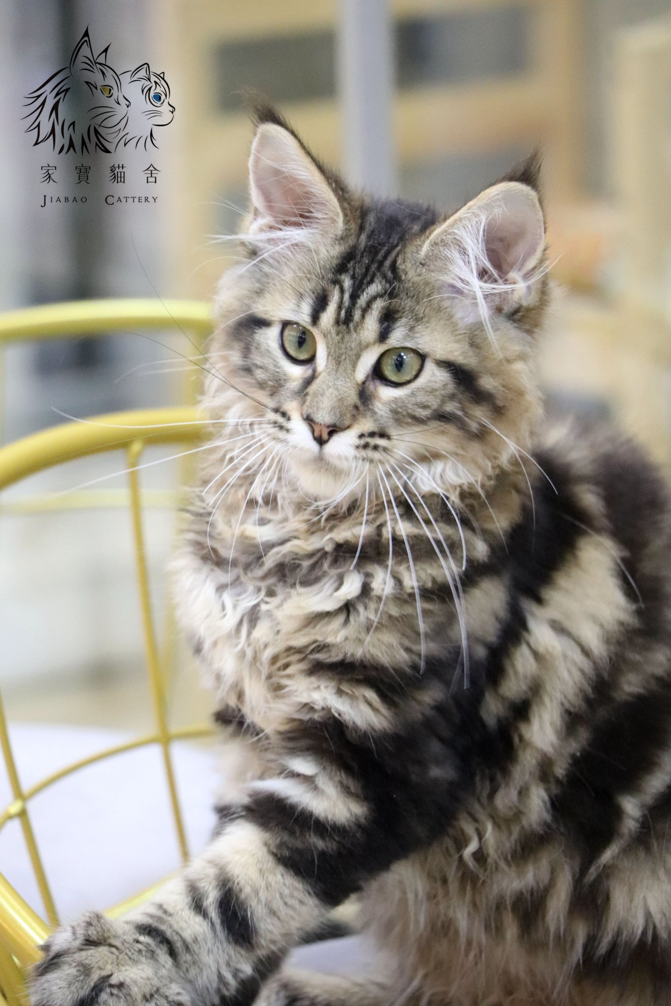 家寶寵物／棕虎斑緬因