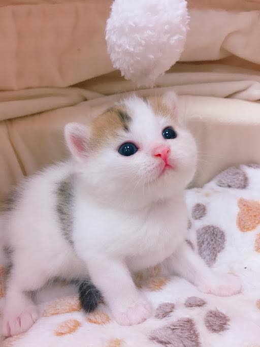 糖果卡通貓舍／梵色棕白英國短毛貓