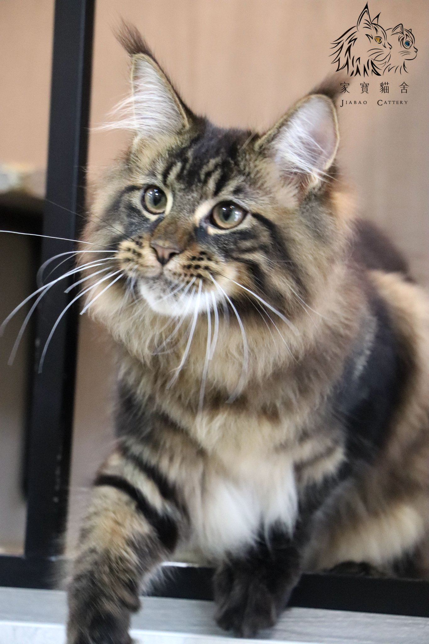 家寶寵物／棕虎斑緬因