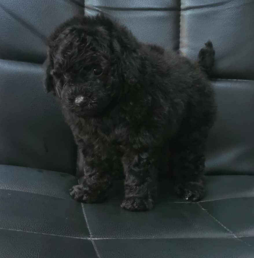 欣愛精品寵物生活館／黑貴賓