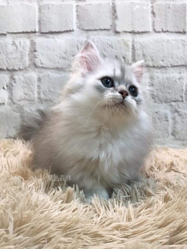 魔法森林／銀色小步舞曲