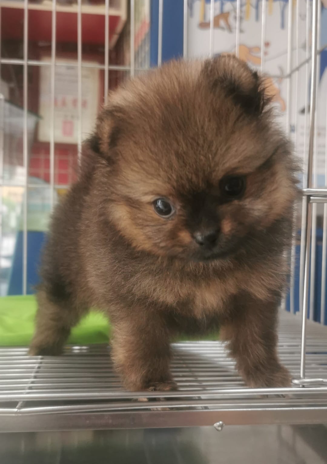 欣愛精品寵物生活館／紅棕色博美