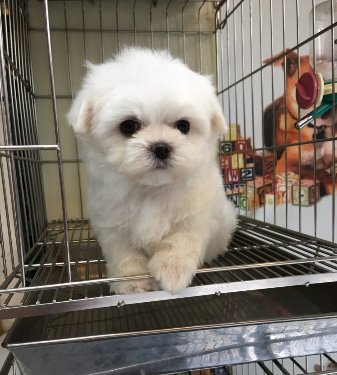 欣愛精品寵物生活館／瑪爾濟斯