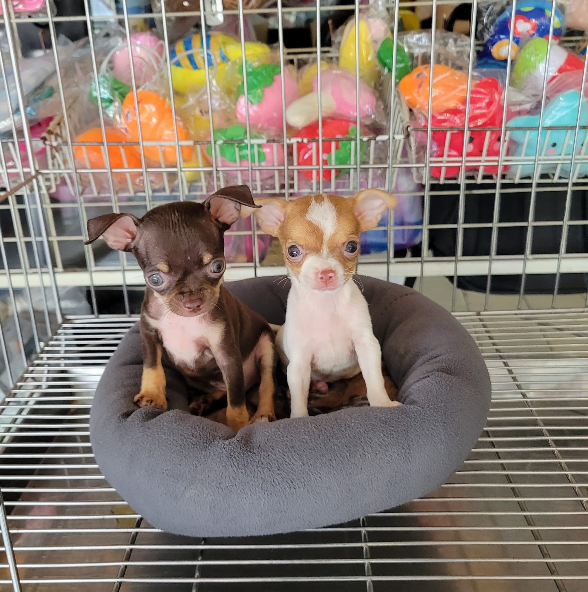 欣愛精品寵物生活館／巧克力色吉娃娃