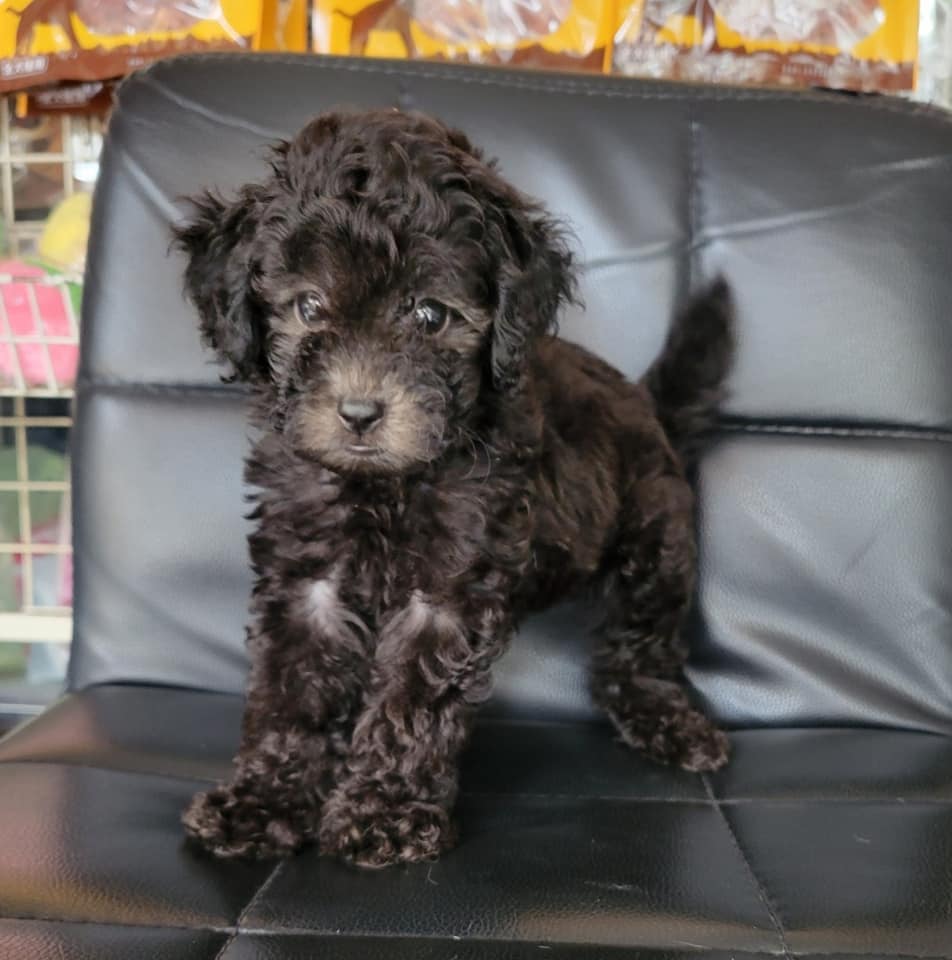 欣愛精品寵物生活館／灰貴賓