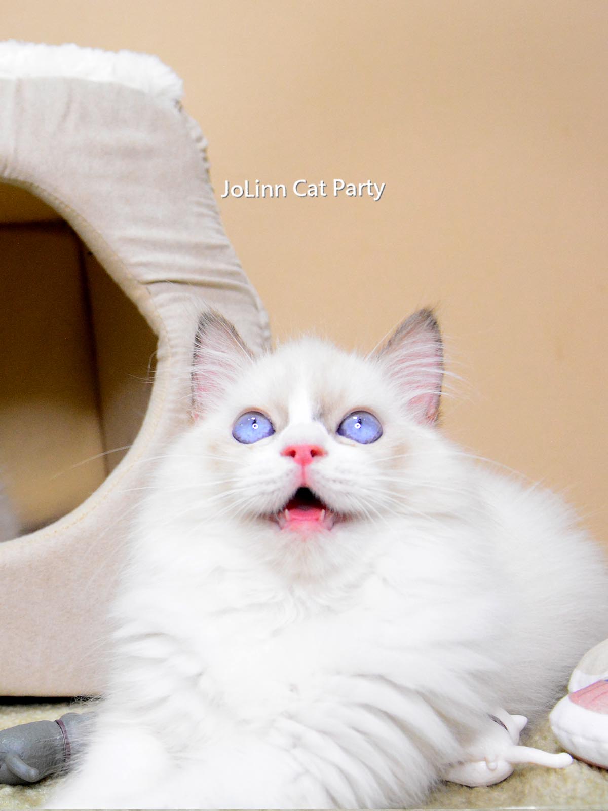 貓咪派對／藍雙 海豹色賓士布偶貓