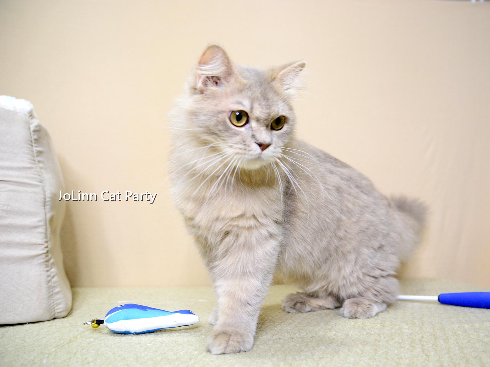 貓咪派對／紫丁香虎斑英國長毛貓