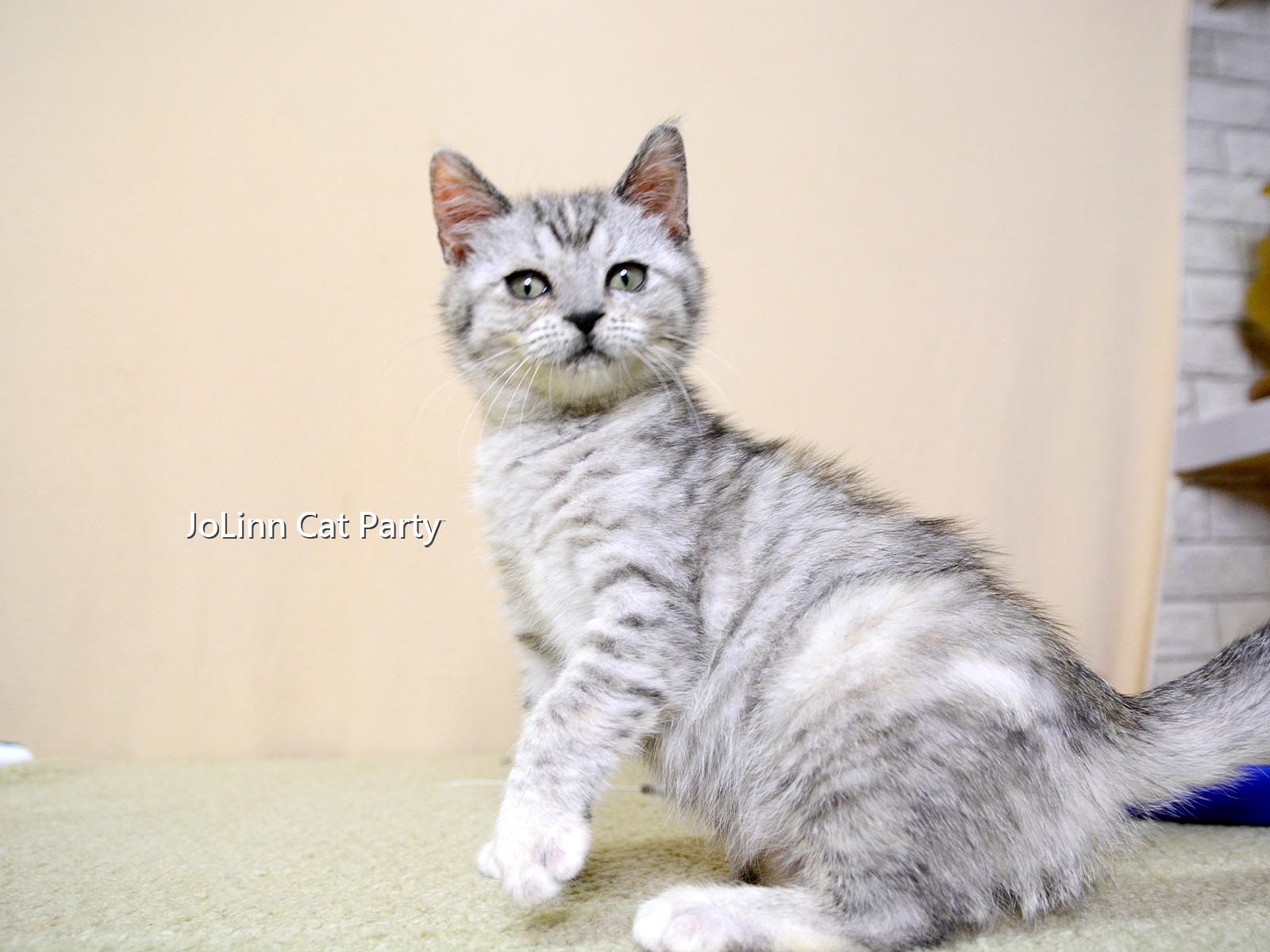 貓咪派對／銀三花美國短毛貓