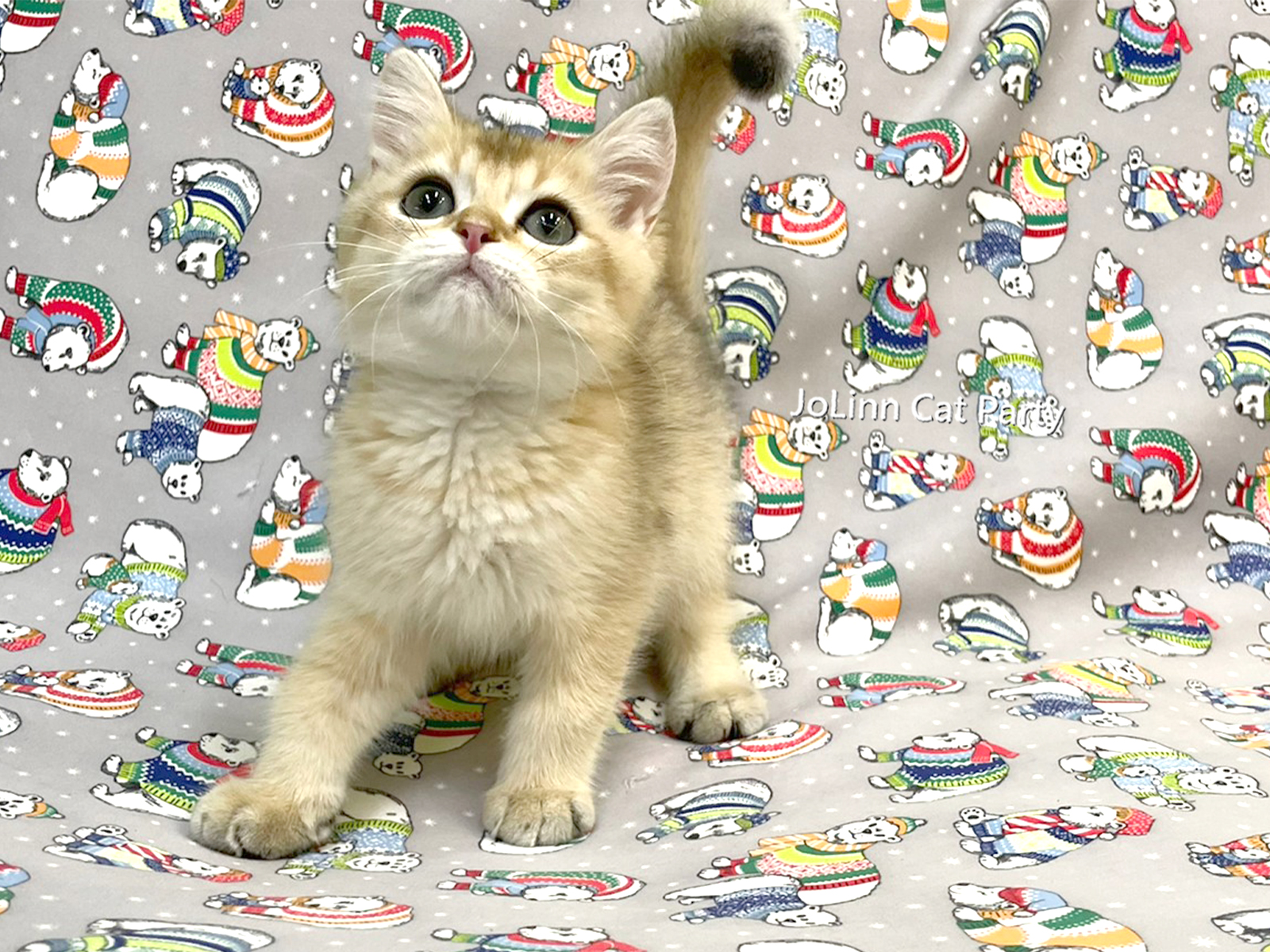 貓咪派對／金漸層英國短毛貓