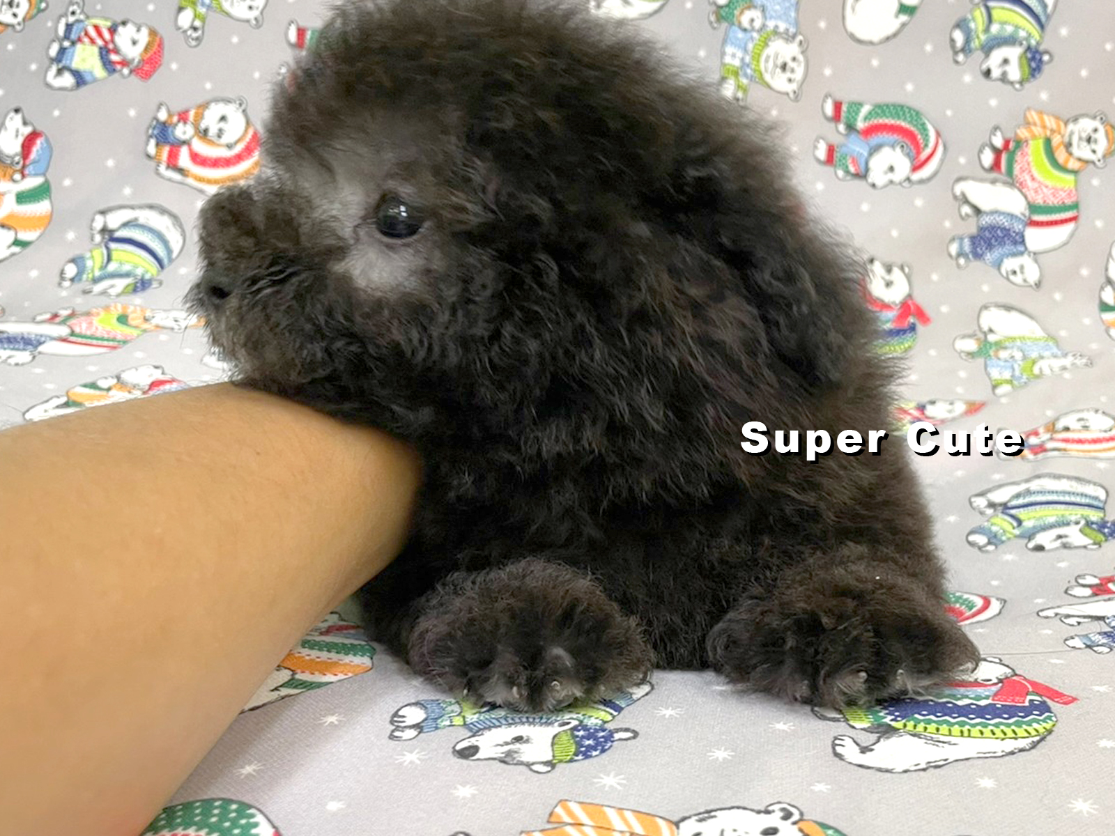 超可愛名犬社／超可愛的灰貴賓