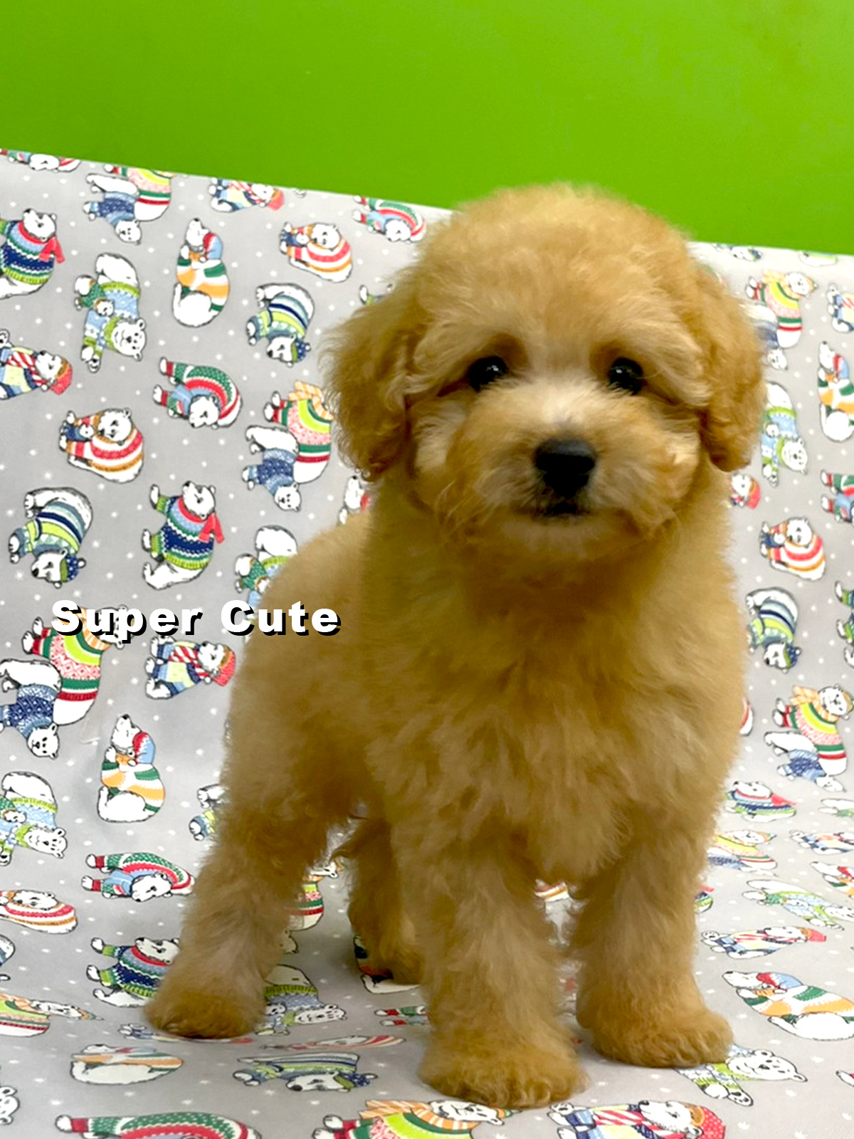 超可愛名犬社／超可愛的奶油貴賓