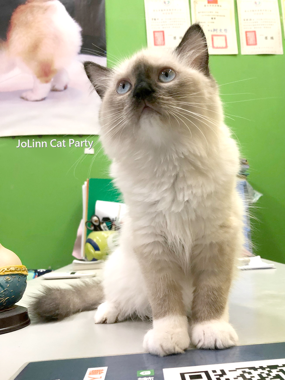 貓咪派對／重點色布偶貓