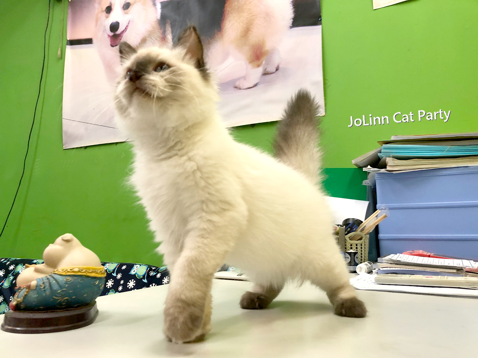 貓咪派對／重點色布偶貓