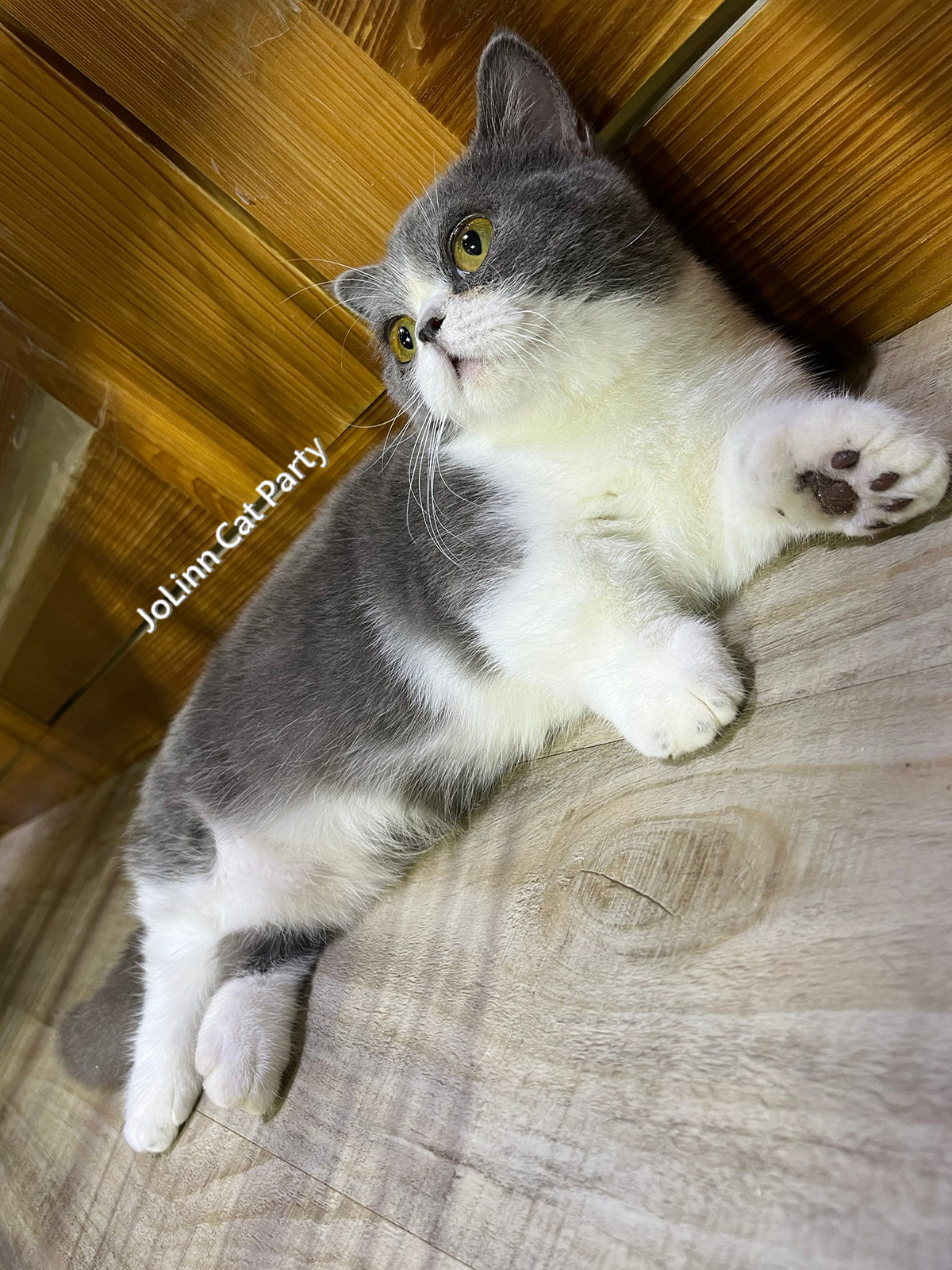 貓咪派對／藍白賓士曼赤肯貓