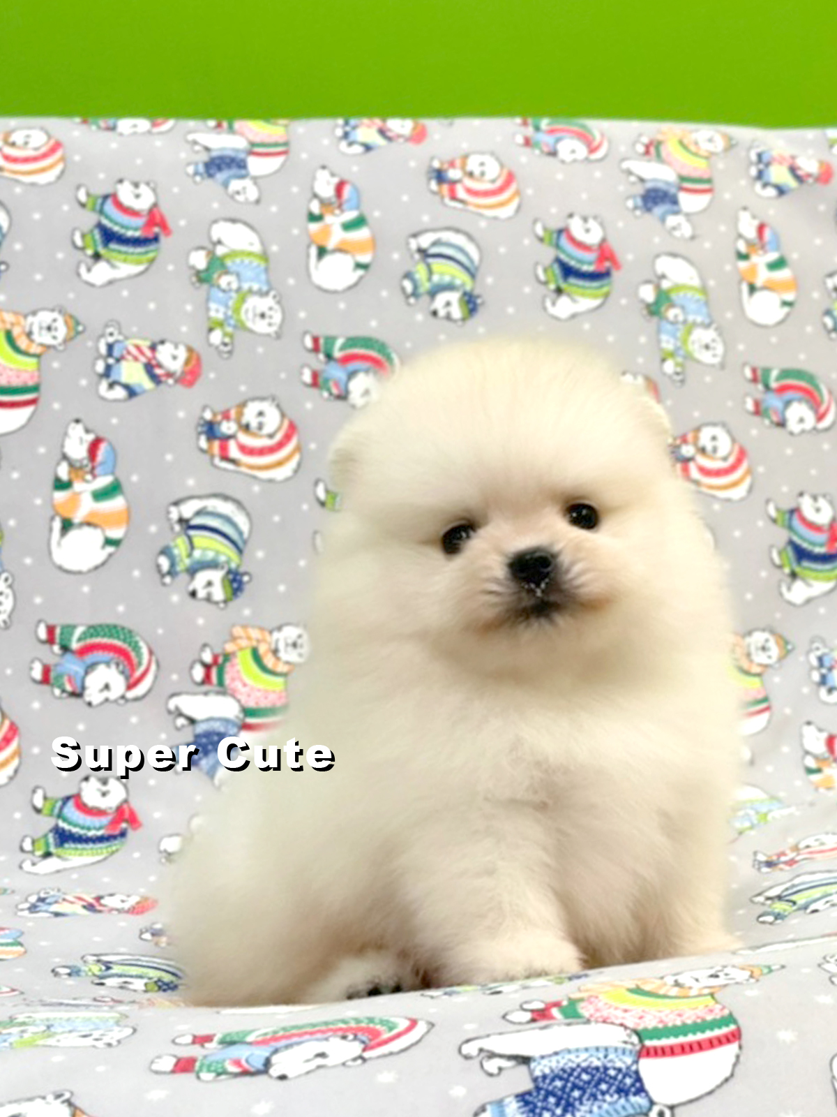 超可愛名犬社／超可愛的白博美