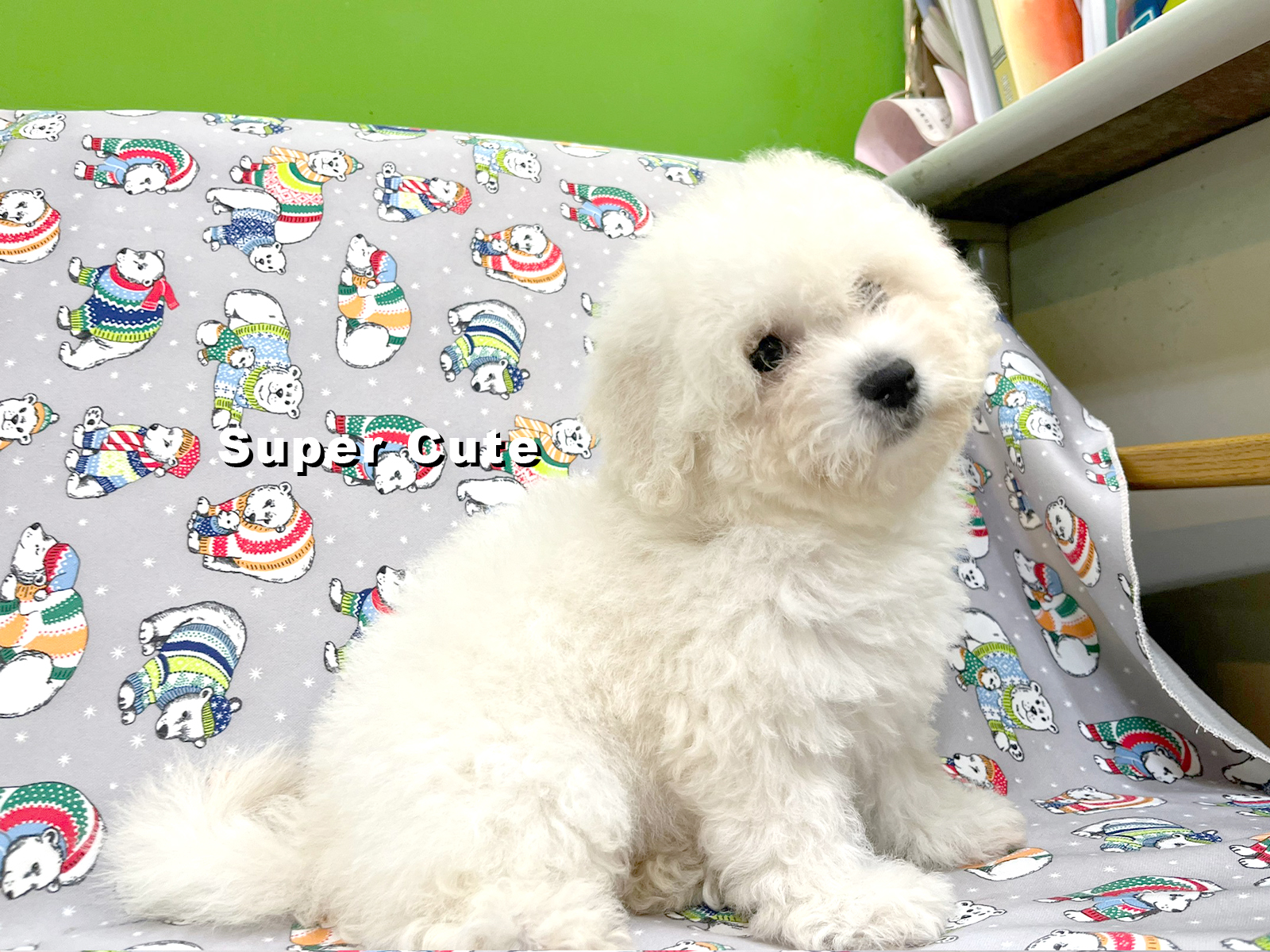 超可愛名犬社／超可愛的比熊犬