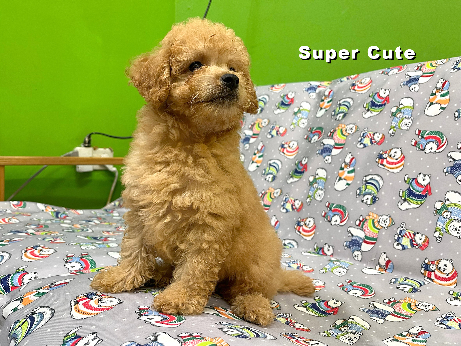 超可愛名犬社／超可愛的奶油貴賓