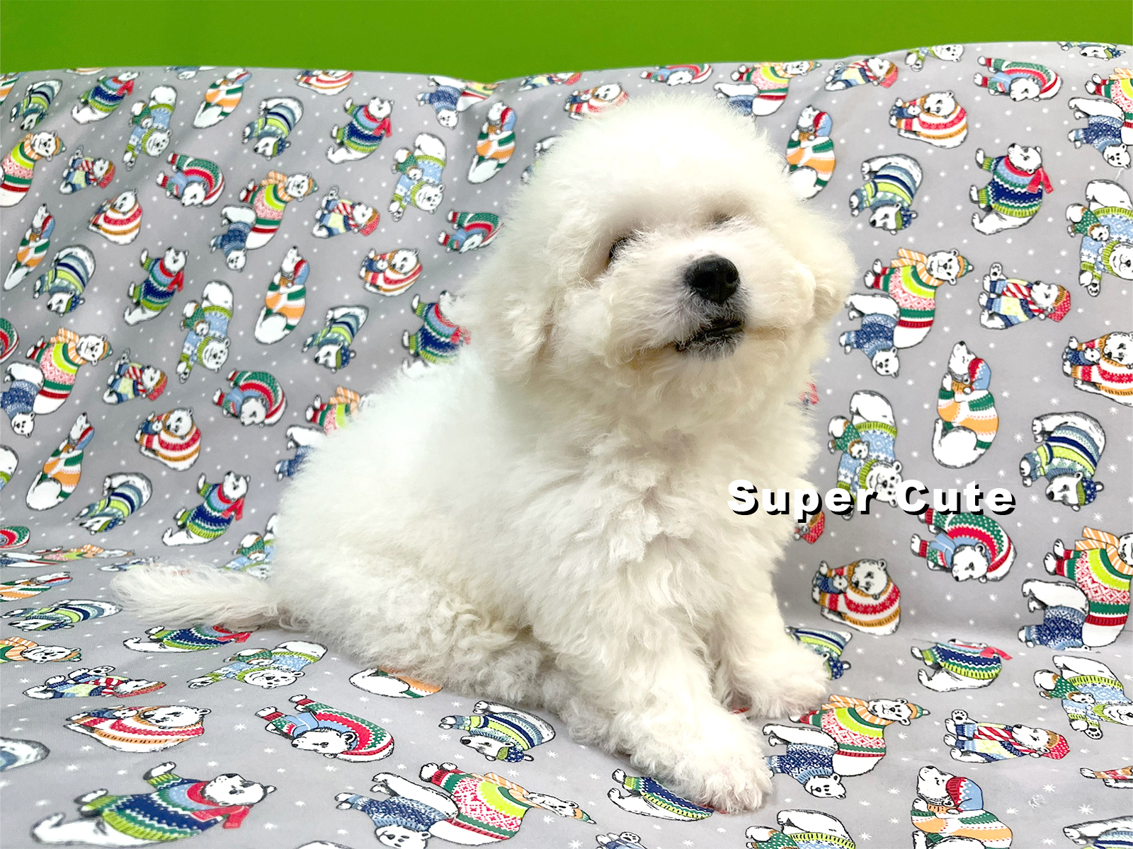 超可愛名犬社／超可愛的比熊犬