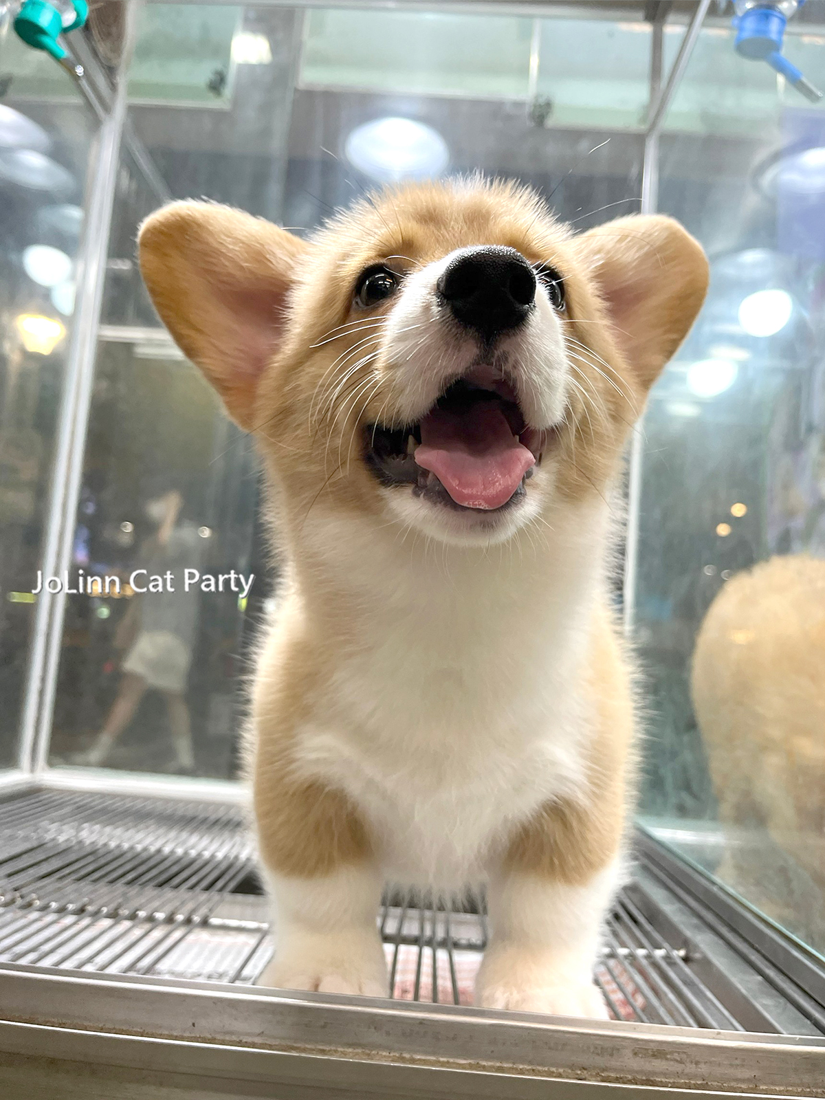 超可愛名犬社／超可愛的雙色柯基