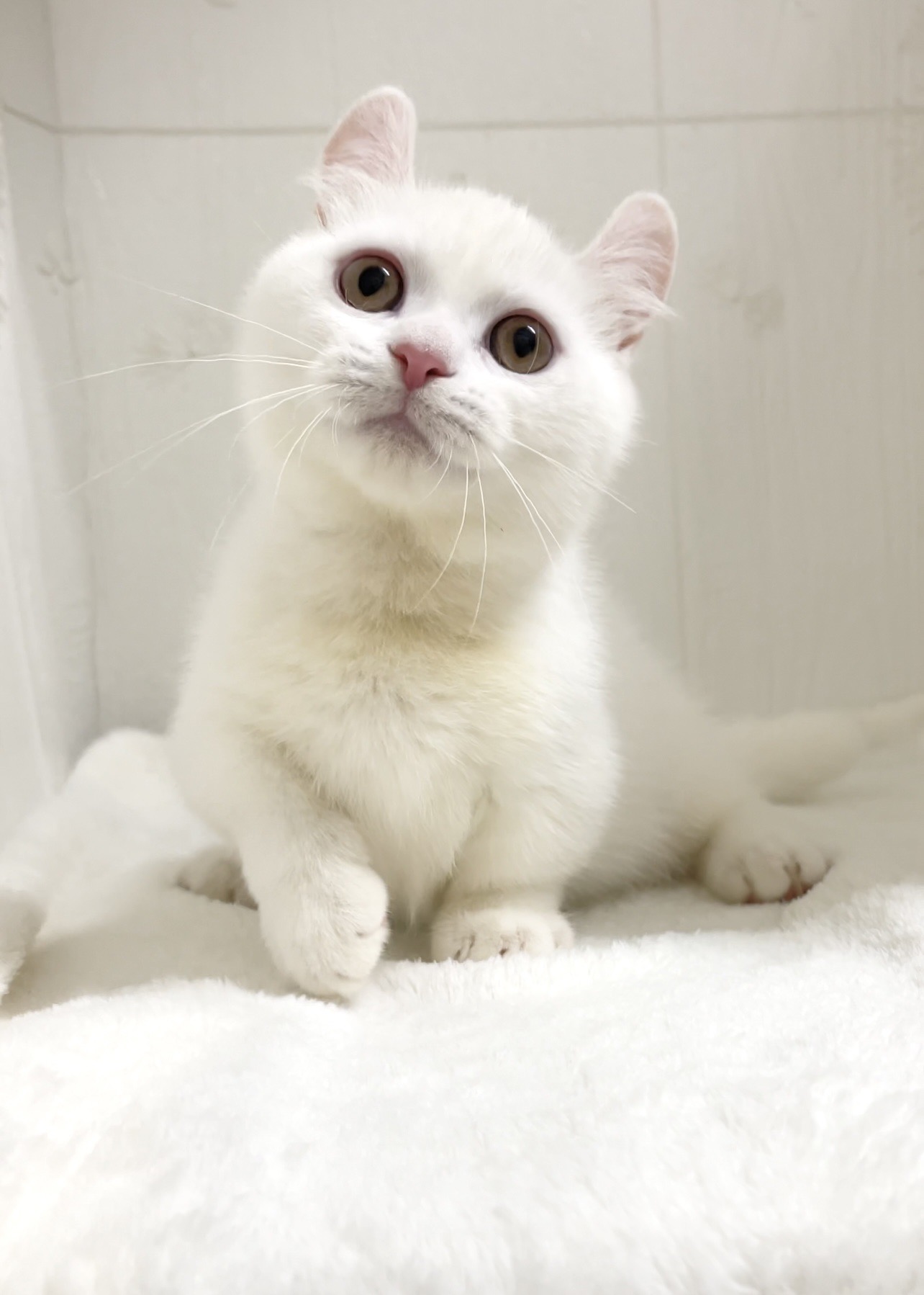 貓咪總動員館／白色捲耳曼赤肯