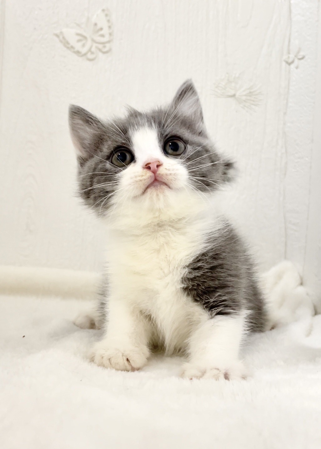 貓咪總動員館／藍白賓士英短