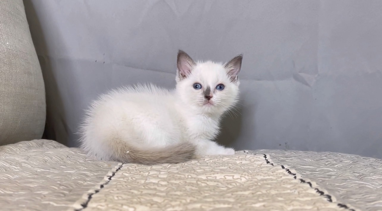 尊爵名皇／巧克力重點色英短