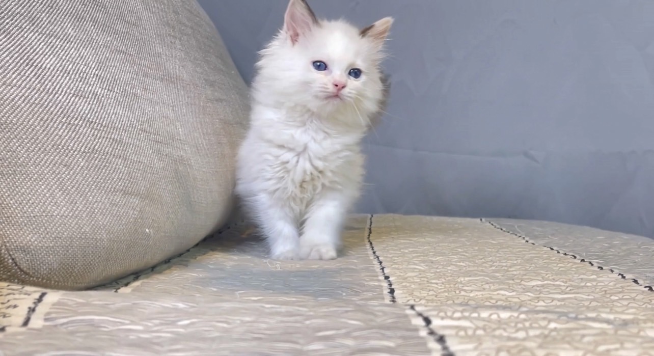 尊爵名皇／巧克力雙色布偶