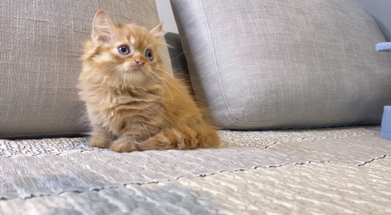 尊爵名皇／橘色小步舞曲