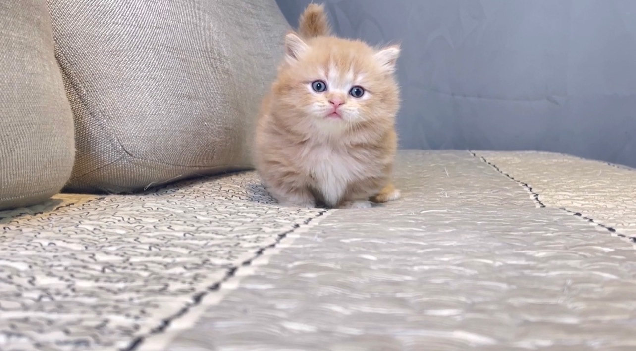 尊爵名皇／淺奶茶色大頭小步舞曲