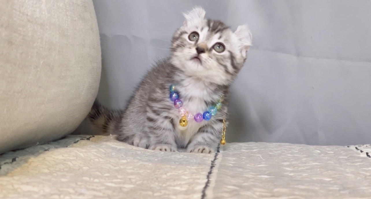 尊爵名皇／銀白曼赤肯