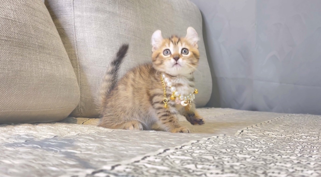 尊爵名皇／虎斑金捲耳曼赤肯