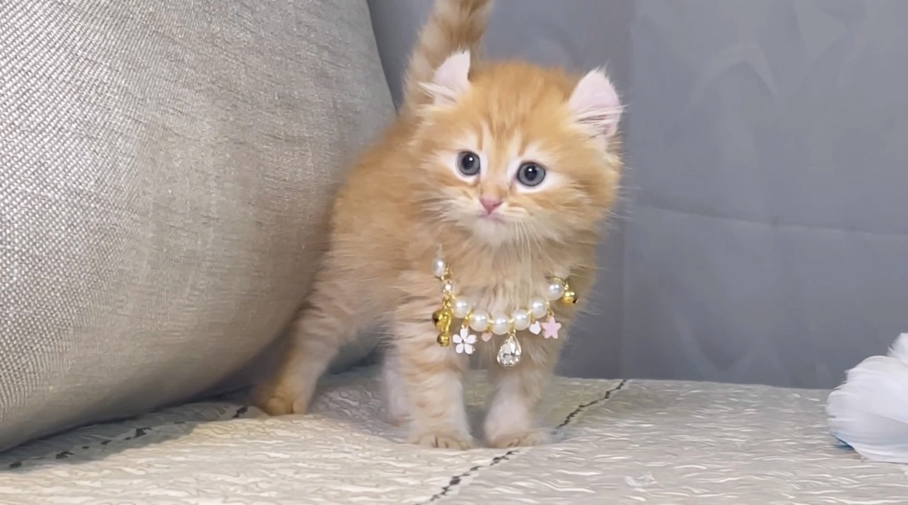 尊爵名皇／橘金捲耳貓