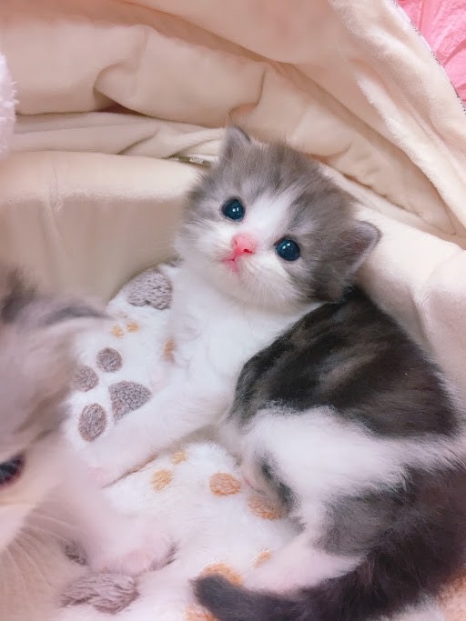 糖果卡通貓舍／煙花白賓士英長