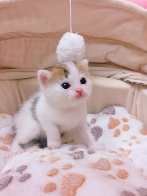 糖果卡通貓舍／梵色棕白英國短毛貓