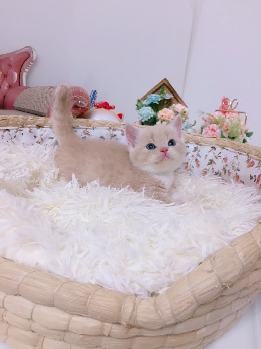 糖果卡通貓舍／奶茶手套色曼赤肯