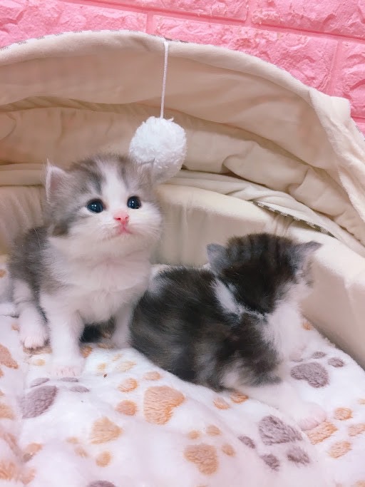 糖果卡通貓舍／煙花白賓士英長