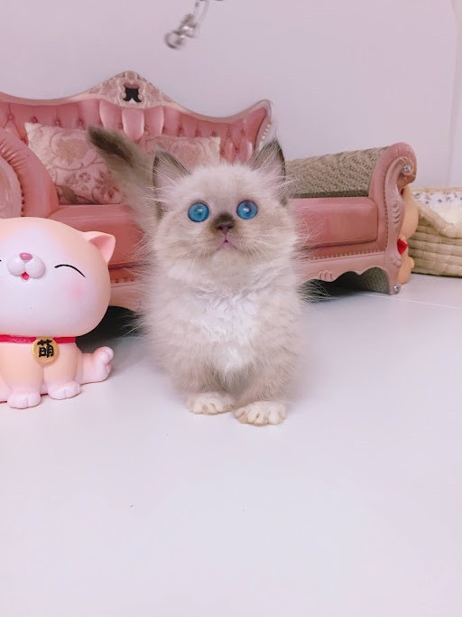 糖果卡通貓舍／巧克力重點曼赤肯