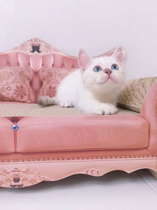 糖果卡通貓舍／紫端曼赤肯