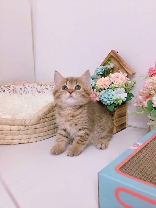 糖果卡通貓舍／金巧克力虎斑英短