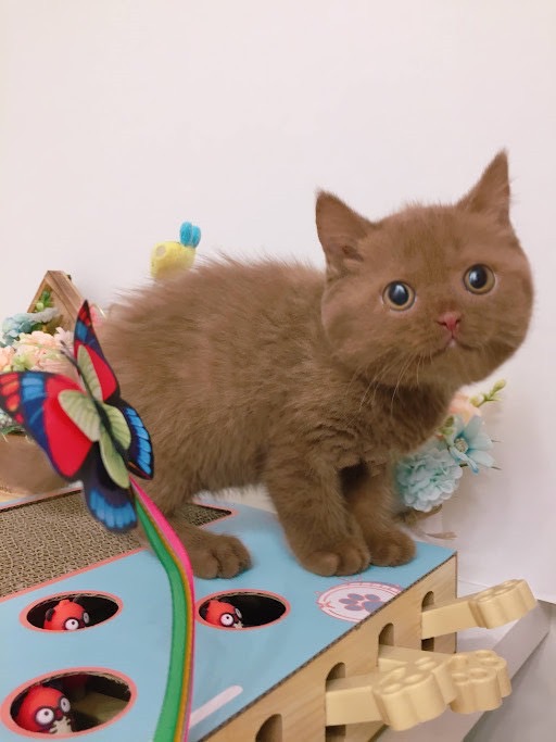 糖果卡通貓舍／肉桂泰迪英短