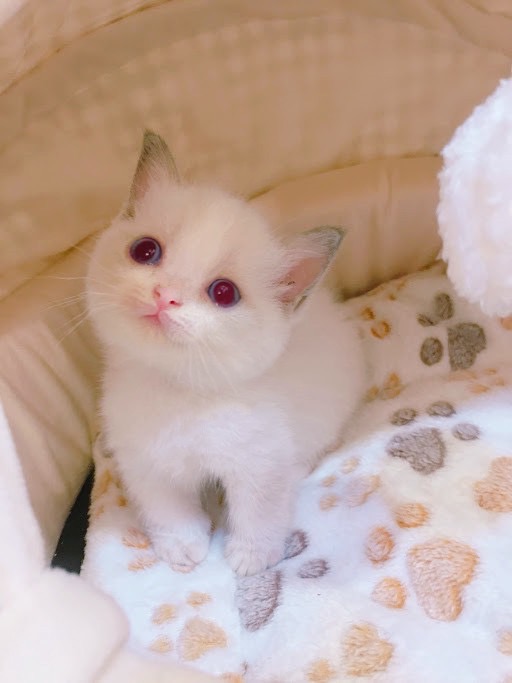 糖果卡通貓舍／藍雙色英短