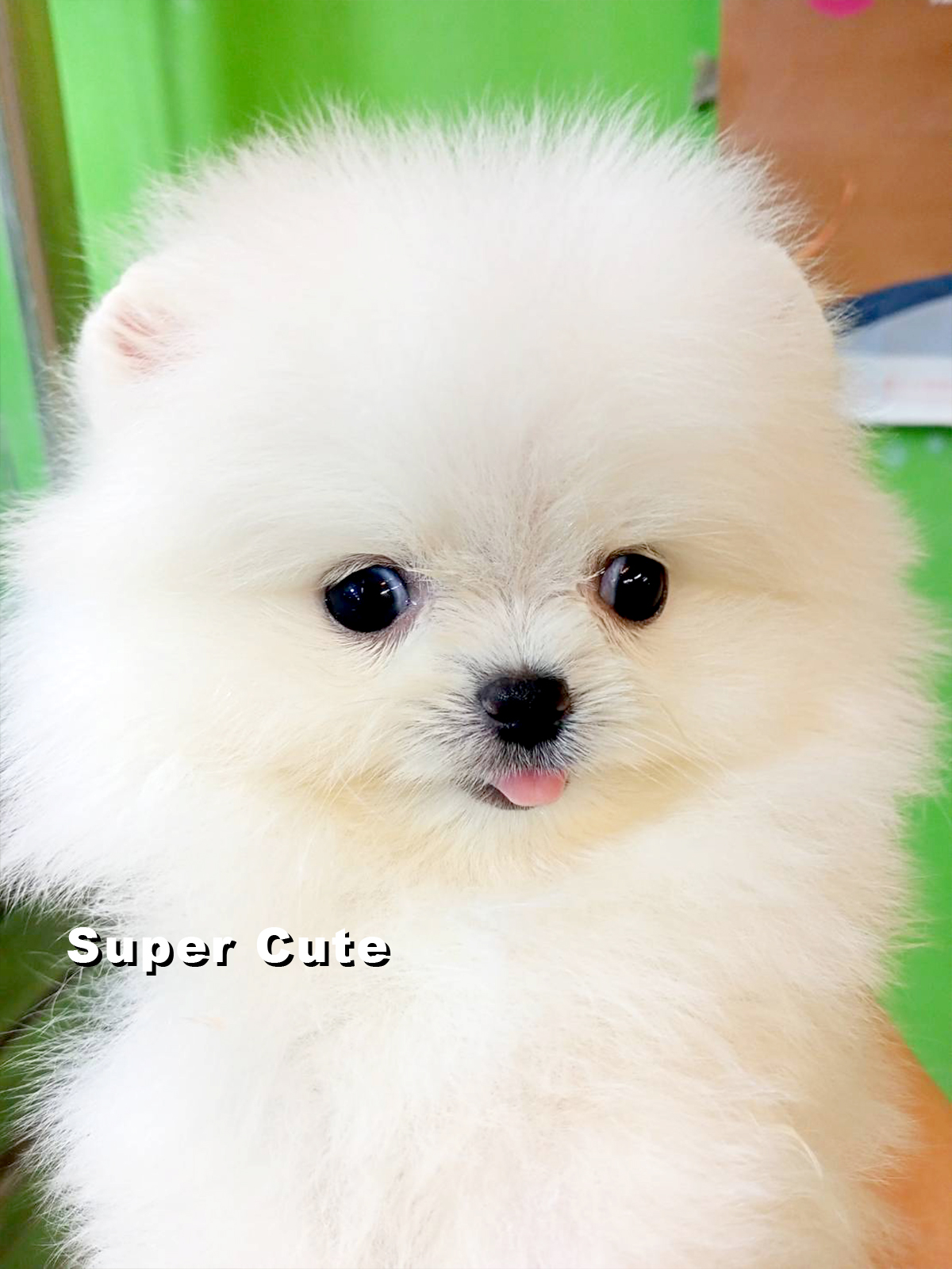 超可愛名犬社／超可愛的白博美