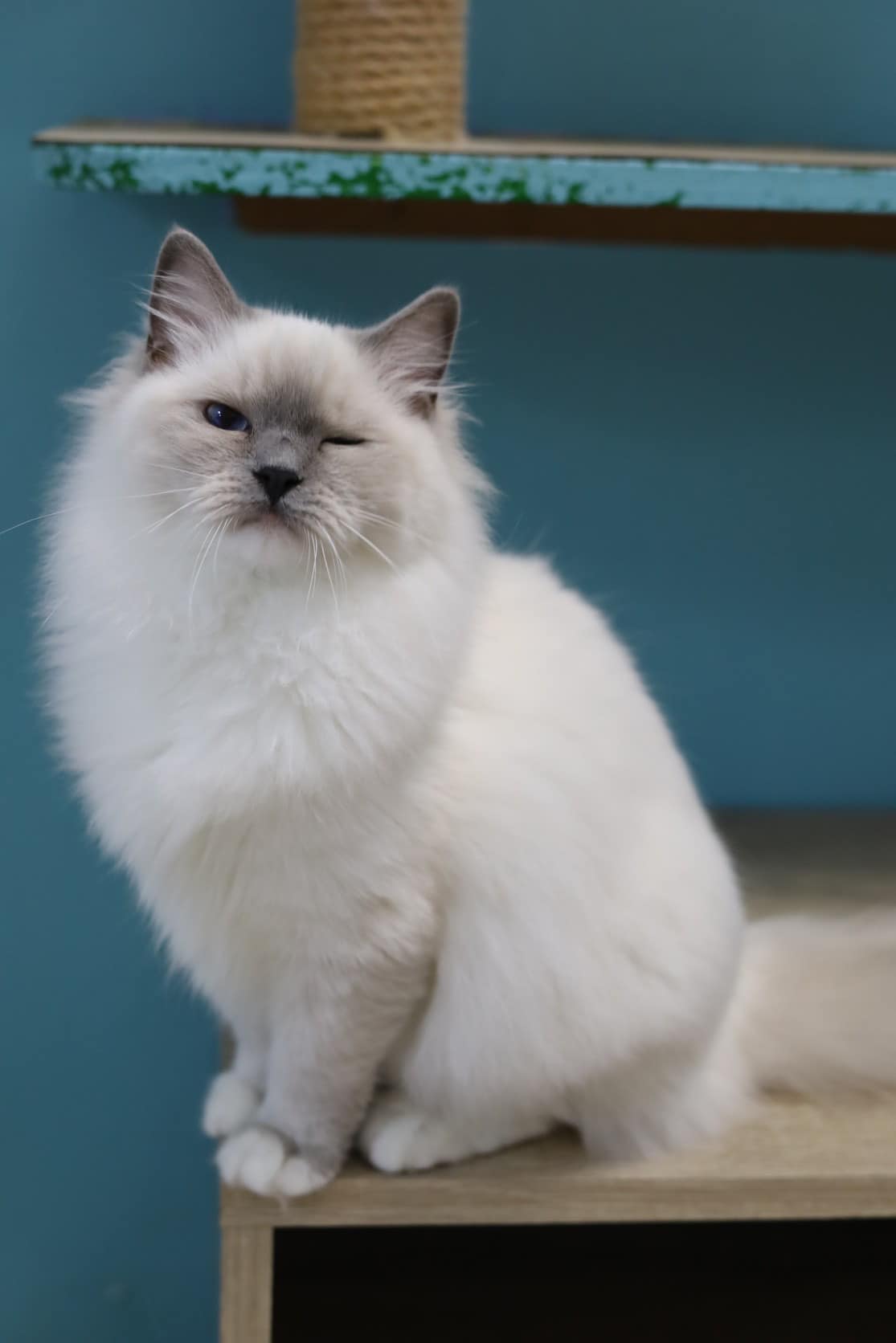 琥珀布偶貓舍／藍手套布偶貓