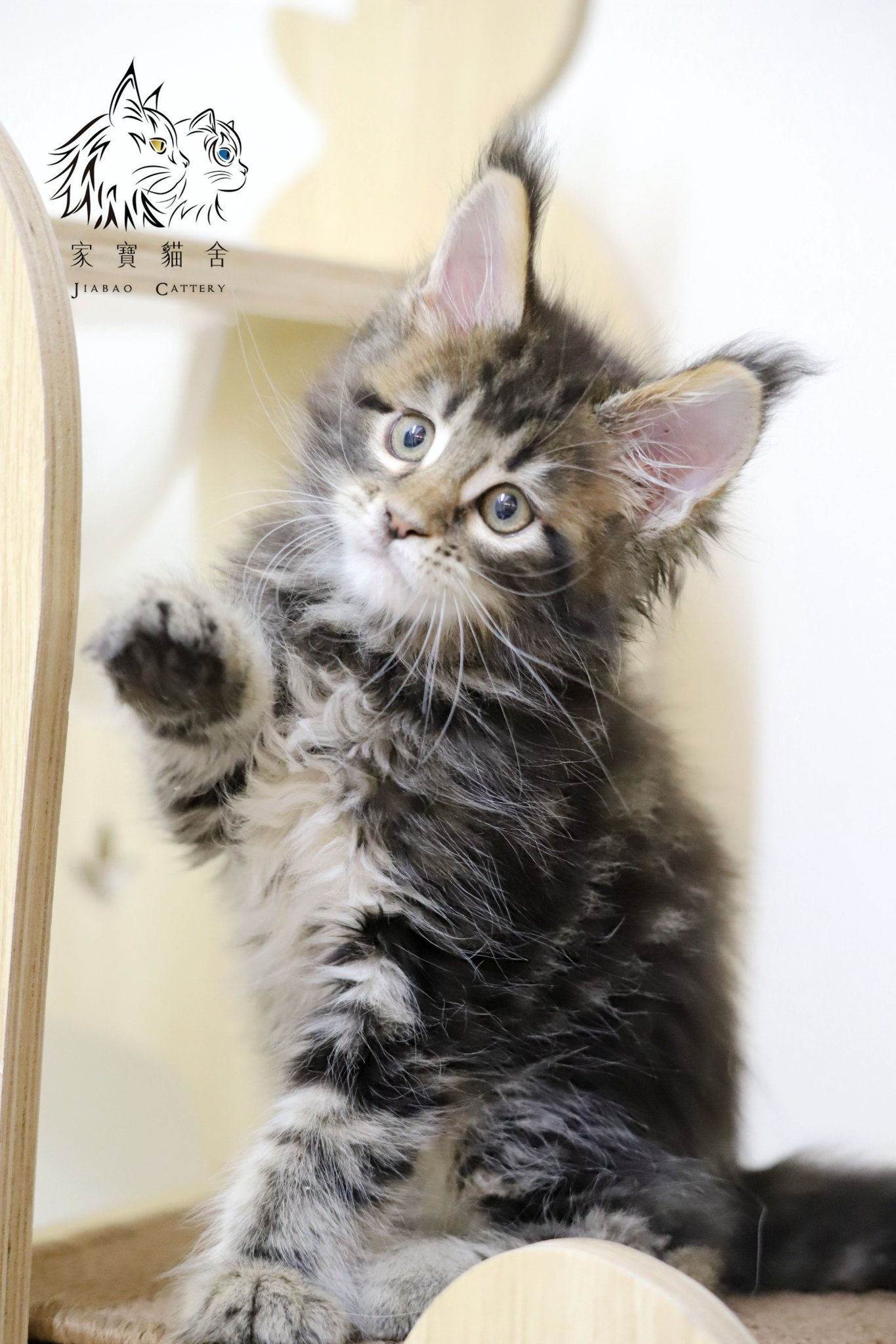 家寶寵物／棕虎斑緬因