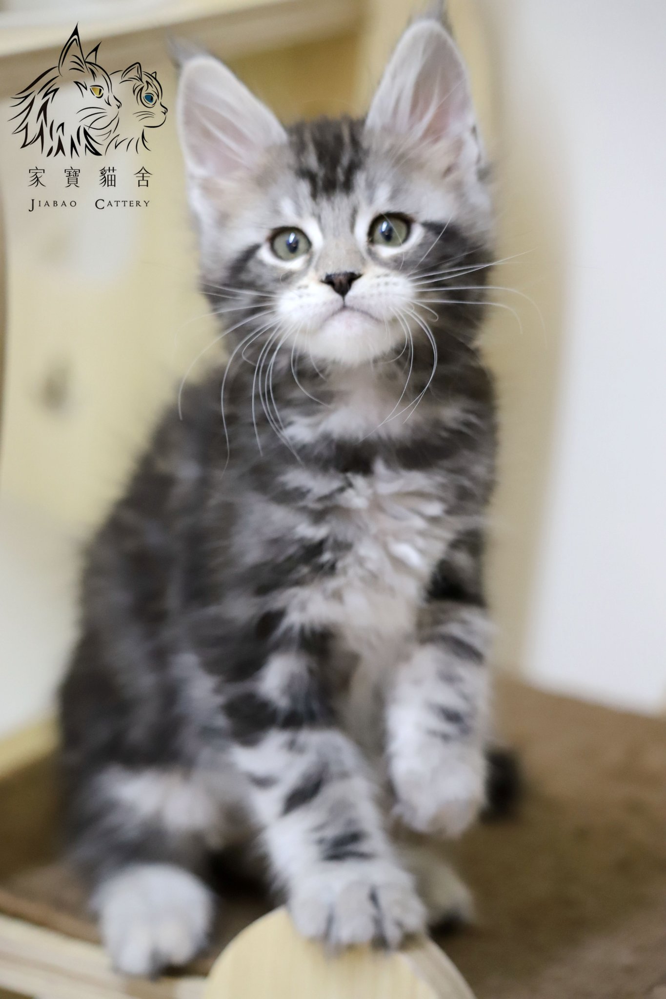 家寶寵物／銀虎斑緬因