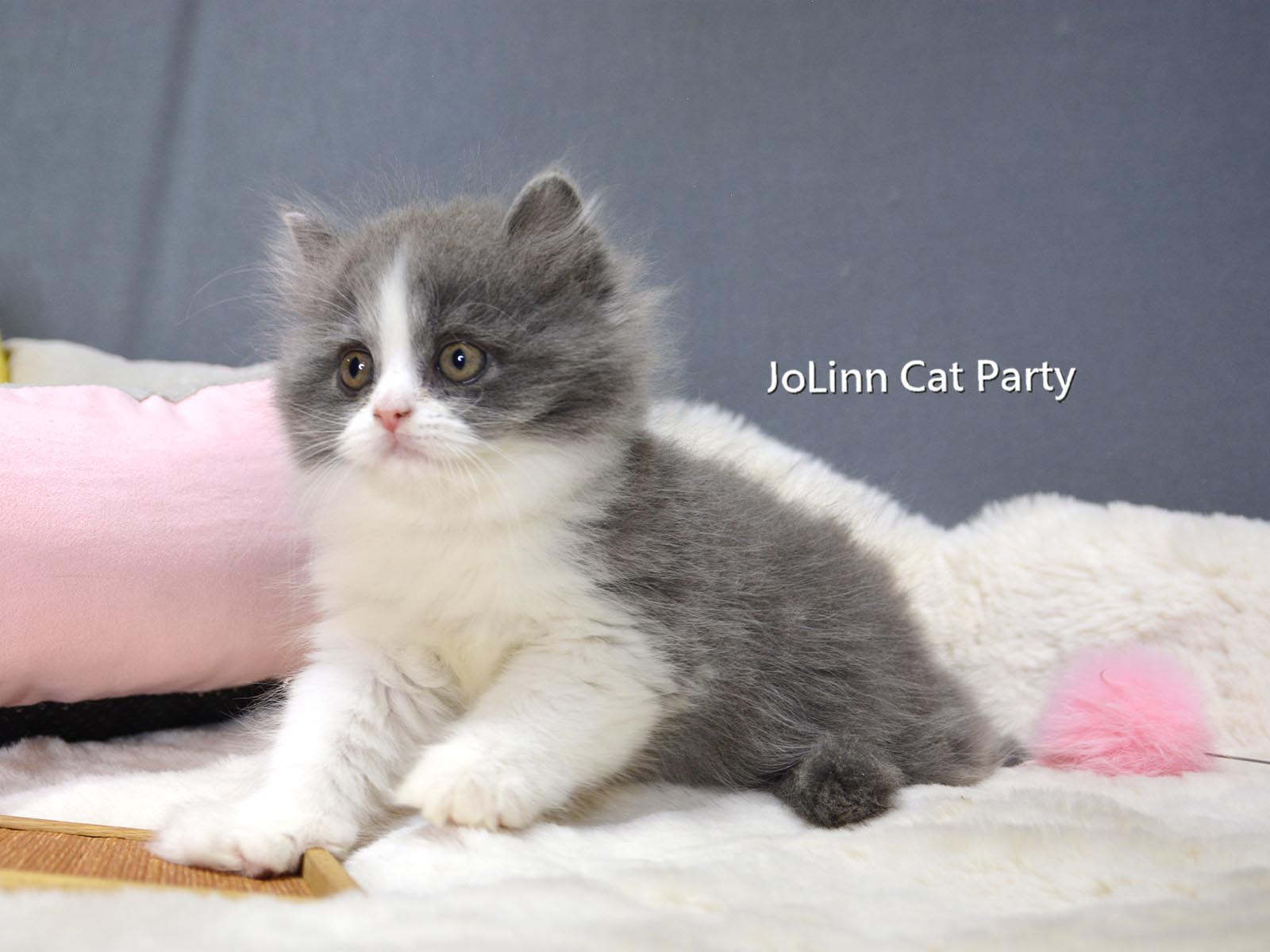 貓咪派對／藍白賓士英國長毛貓