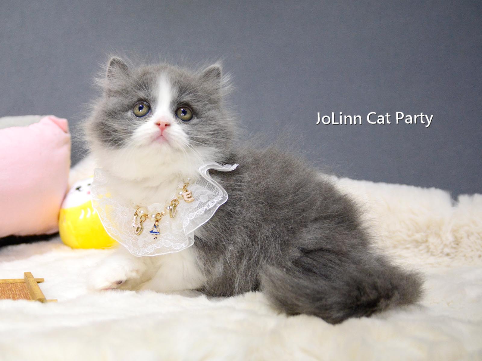 貓咪派對／藍白賓士英國長毛貓