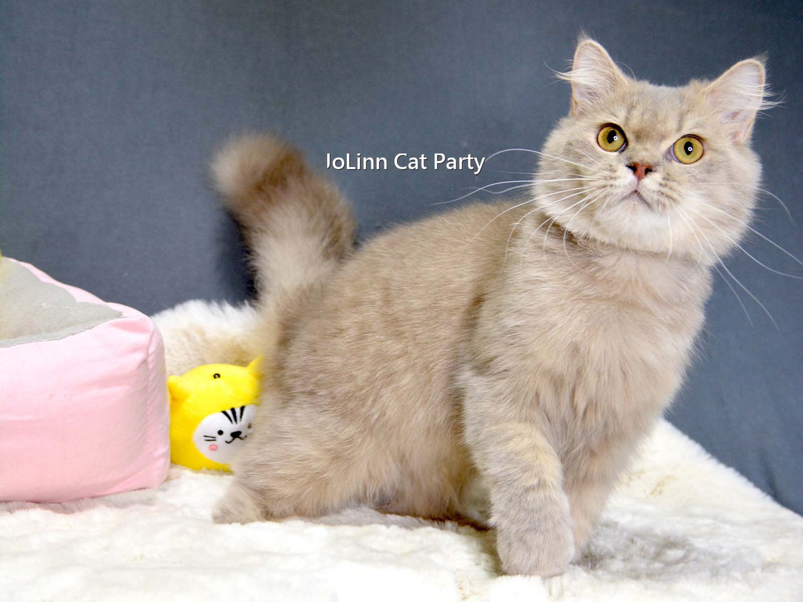 貓咪派對／紫丁香色英國長毛貓